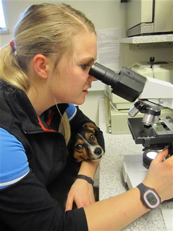 Veterinærsygeplejerske-elev Thea multi-tasker. hun trøster og mikroskoperer samtidig :)